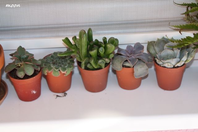crassula hobbit ili gollum